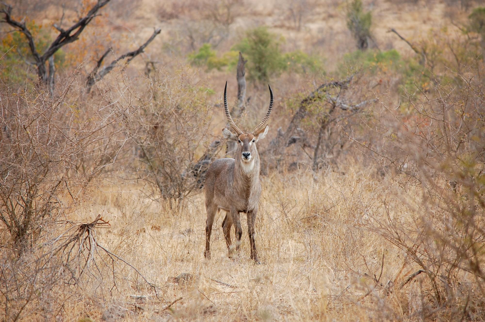 20120730   Sudafrica 0451